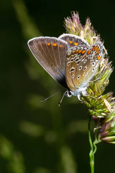 Foto Cerca Mariposa Polyommatus Icarus Que Sienta Sobre Una Hierba — Foto de Stock