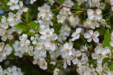 Bahar bahçesinde çiçek açan kiraz ağacı. Ağaçtaki beyaz çiçekleri kapat. Bahar arkaplanı.