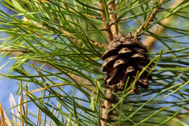 çam kozalakları dallar ile ormandaki ağaç iğne falan batmazdı.