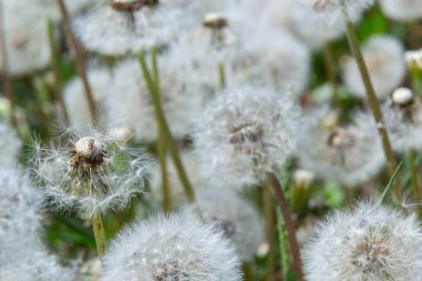 Karahindiba tarlası. Bir sürü karahindiba. Karahindiba ormanının sulu yeşil yaz hafifliği. Makro karahindibalar. Karahindibaları kapatın. Yaz karahindibaları.