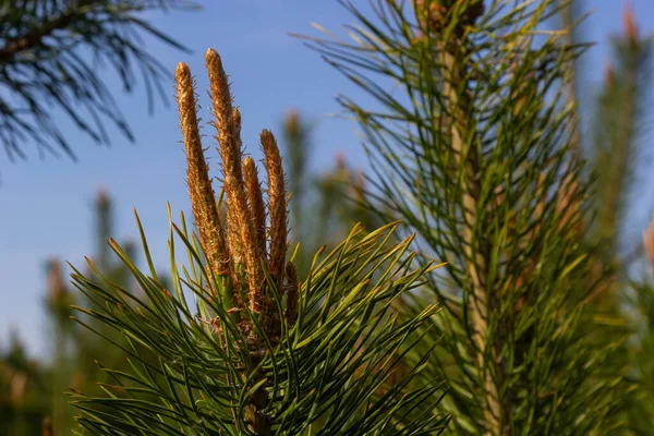 Gibt Lange Knospen Einem Kiefernzweig Knospen Erscheinen Frühling Der Kiefer — Stockfoto