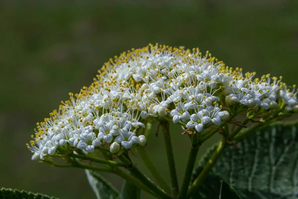 Весной Диких Цветках Viburnum Viburnum Lantana — стоковое фото