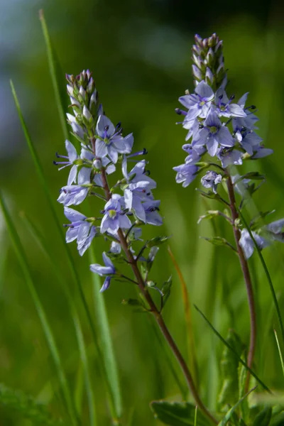 维罗妮卡原生质是一种浅蓝色的花 开在阳光明媚的山丘上 是一朵山花 — 图库照片