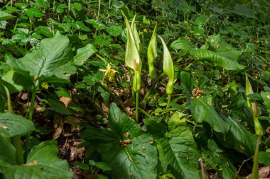 Habitatta Arum maculatum. Nam-ı diğer yılan başı, engerek kökü, yaban arumu, arum zambağı, lordlar ve leydiler, şeytanlar ve melekler, inekler ve boğalar, guguk kuşu birası, Adem ve Havva, bobinler ve kriko kürsüde.