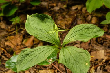 Zehirli bitki, Paris. Baharda çiçek açan kuadrifolia..