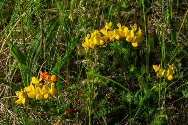 Yellow flowers of Birdsfoot trefoil also called Birds-Foot Deervetch in grass, Lotus corniculatus. clipart