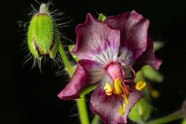 Geranium phaeum, Geraniaceae familyasından bir bitki türüdür ve genellikle esmer turna tasarısı olarak bilinir. Esmer turna gagalı çiçekler, Geranium phaeum, makro.