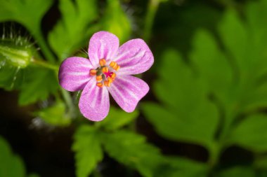 Pembe, küçük bir Robin Sardunya 'nın yakın çekimi, yeşil bokeh arkaplanı üzerine seçici bir odak - Geranium purpureum .