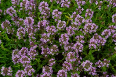 Çiçekli kokulu Thymus Serpilllum, Breckland yabani kekik, sürünen kekik, ya da elf kekik yakın çekim, makro fotoğraf. Güneşli bir günde tarlada güzel yiyecekler ve tıbbi bitkiler.