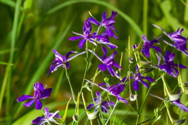 Çatallı tarla faresi, Consolida regalis ya da Vahşi Delphinium mavi çiçekleri, sığ alan derinliği. yaz bitkileri.