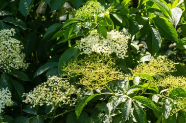 Yaşlı genellikle bitkisel tıpta kullanılır. Solunum sorunlarına iyi gelir..