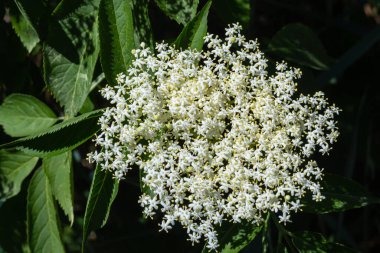 Yaşlı genellikle bitkisel tıpta kullanılır. Solunum sorunlarına iyi gelir..