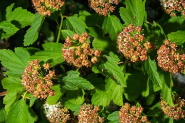 Çiçekli dokuz ağaç kabuğu çalılığı. Phyìpus Capitatus, genellikle Pasifik dokuz havlaması ya da uzun dokuz ağaç kabuğu olarak bilinir..