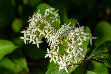 Cornus sanguinea. Çiçekli ve yapraklı kırmızı kızılcık ağacı bitkisi. Küçük beyaz çiçekleri olan Cornus Drummondii. Bahar bahçesinde çiçek açan Cornus çalısı tartışması.