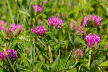 Trifolium pratense. Çiçek açan yonca çalıları. Güneşte kırmızı yonca bitkileri. Kırmızı yonca çiçeğindeki bal arısı. Kırmızı yonca ve yeşil çimenli çiçek tarlası.