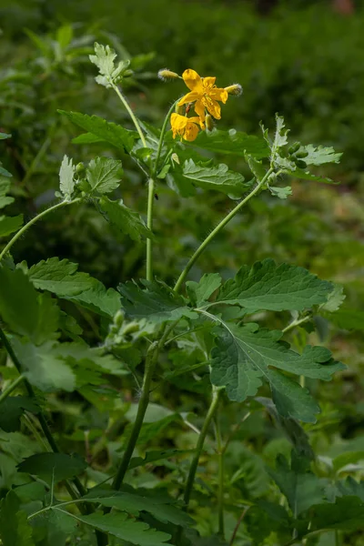 森の端にあるセランディンやテターヨモギとして知られる黄色のチェリドニウムの花 — ストック写真