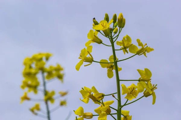Rapeseed Field Blooms Bright Yellow Flowers Blue Sky Ukraine Closeup — Stock Photo, Image