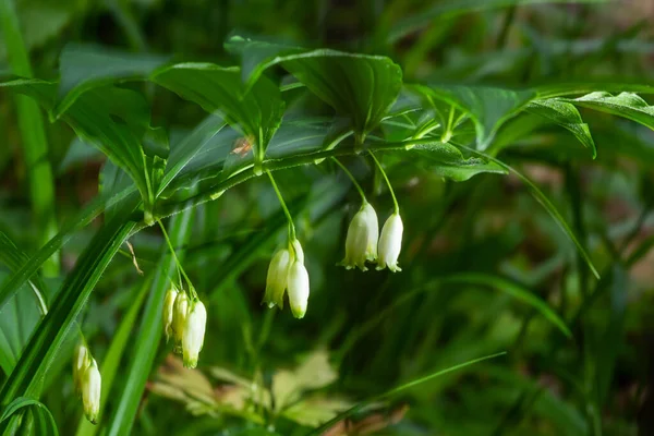 Kwiaty Polygonatum Odoratum Wiszące Regularnych Odstępach Czasu Koreańska Nazwa Tej — Zdjęcie stockowe