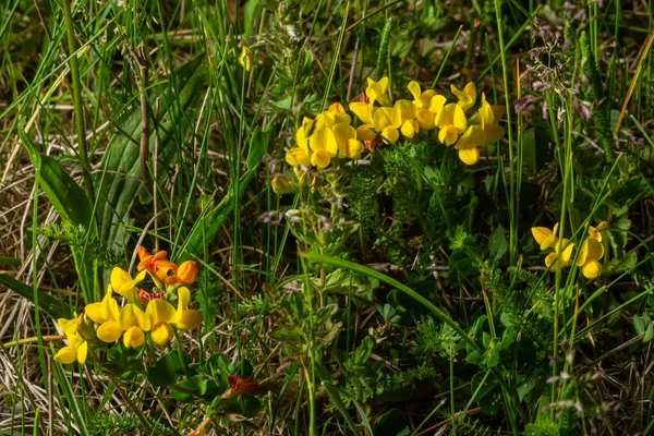 Yellow Flowers Birdsfoot Trefoil Also Called Birds Foot Deervetch Grass — Stock Photo, Image