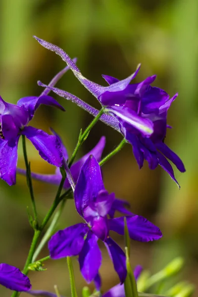 Вилочная Жаворонок Consolida Regalis Дикий Delphinium Голубые Цветы Мелкой Глубины — стоковое фото