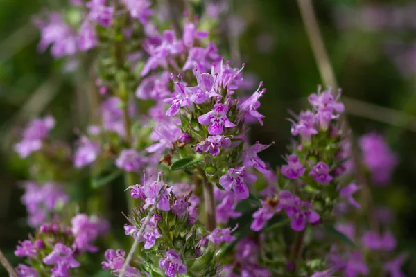 Macrofoto Van Kruid Thymus Serpyllum Breckland Tijm Breckland Wilde Tijm — Stockfoto