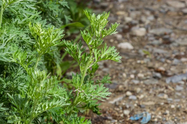 亮晶晶的绿色蠕虫树 种植花园 香料和药用植物的概念 — 图库照片