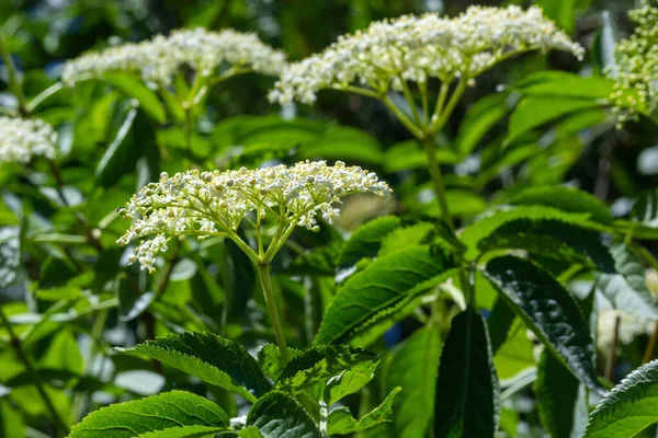 Black Sambucus Sambucus Nigra 정원에는 배경에 꽃송이들이 옹기종기 선택적 집중입니다 — 스톡 사진