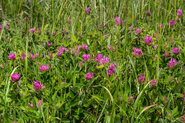 Dark pink flower. Red clover or Trifolium pratense inflorescence, close up. Purple meadow trefoil blossom with alternate, three leaflet leaves. Wild clover, flowering plant in the bean family Fabaceae