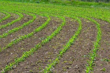 Mısır filizleri büyümeye başlıyor. Bereketli bir toprakta yetişen genç mısır fidanları. Genç mısırların yetiştiği bir tarla. Kırsal alan.