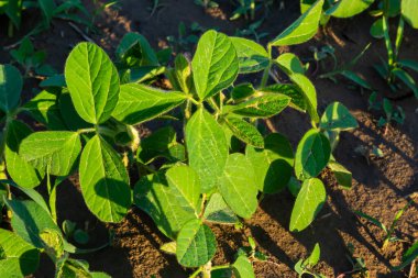 Baharda tarlada taze yeşil soya bitkileri. Sıralar dolusu taze soya fasulyesi..