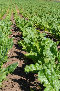 Şeker pancarı tarlasının tarım manzarası. Şeker pancarları gençtir. Şeker pancarı tarlası.