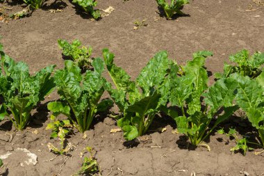 Şeker pancarı tarlasının tarım manzarası. Şeker pancarları gençtir. Şeker pancarı tarlası.