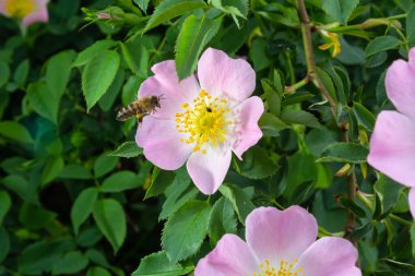 Bal arısı Apis Mellifera çalı köpeğinin beyaz çiçeğinin polenini topluyor. Latin Rosa Canina, Elentine devlet çiçeği veya Iowa ve Kuzey Dakota 'nın devlet sembolü olarak da adlandırılan tatlı bir çatalkuyruğuna benzer..