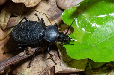 Carabus coriaceus, Avrupa 'da yaygın olarak bulunan bir böcek türüdür ve burada yaprak döken ormanlarda ve karışık ormanlarda yaşar. Kapat..