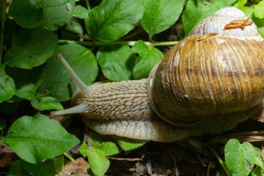 Helix pomatia ayrıca Romalı salyangoz, Burgundy salyangozu, yenilebilir salyangoz veya salyangoz, Helicidae familyasından bir karasal pulmonat yumuşakçasıdır..