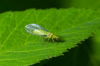 Yeşil Lacewing, Chrysopa Perla, yaprak bitleri avlıyor. Chrysopidae familyasından bir böcek türü. Larvalar aktif yırtıcılardır ve yaprak bitleri ve diğer küçük böceklerle beslenirler..