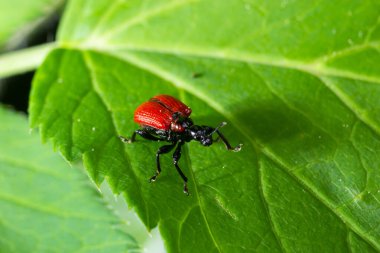 Havadan patates yaprakları hoplatan Lilioceris cheni ormanda yeşil bir yaprak üzerinde yürür..