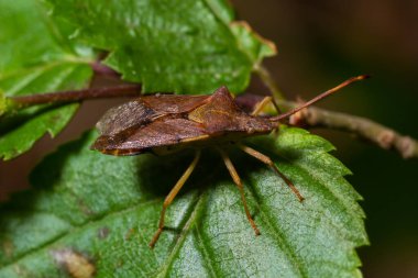 Kabak böceği Coreus Marginatus. Dock böceği Coreus marginatus yeşil bir çimen yaprağında.
