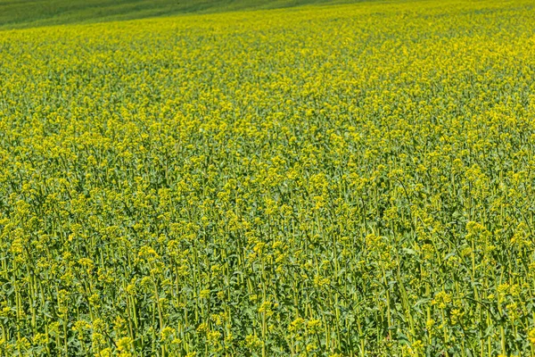 菜種の開花フィールド 花を咲かせる菜の花が終わります 黄色のコルザ油種農業 ブラシカナプスが咲く風景 緑のエネルギー 菜種作物 — ストック写真