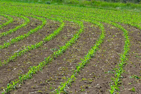 Rows of corn sprouts beginning to grow. Young corn seedlings growing in a fertile soil. An agricultural field on which grow up young corn. Rural landscape.