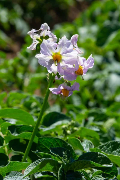 Floração Campos Batata Plantas Batatas Com Flores Brancas Que Crescem — Fotografia de Stock