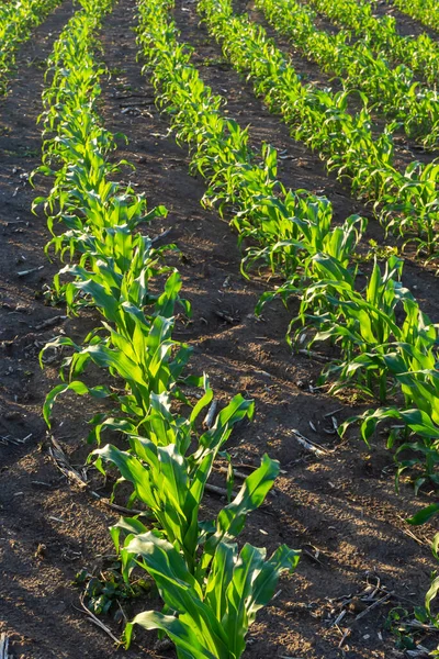 Rows of corn sprouts beginning to grow. Young corn seedlings growing in a fertile soil. An agricultural field on which grow up young corn. Rural landscape.