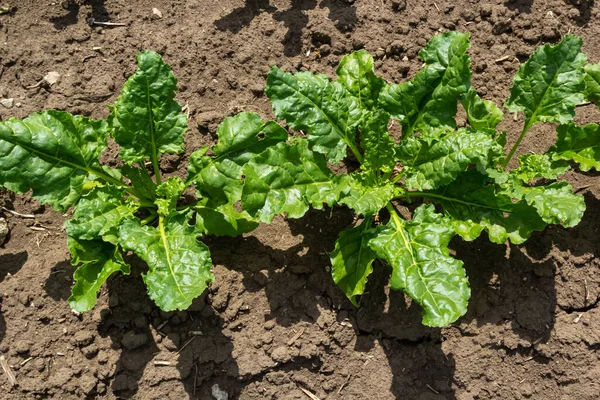 Agricultural scenery of of sweet sugar beet field. Sugar beets are young. Sugar beet field.