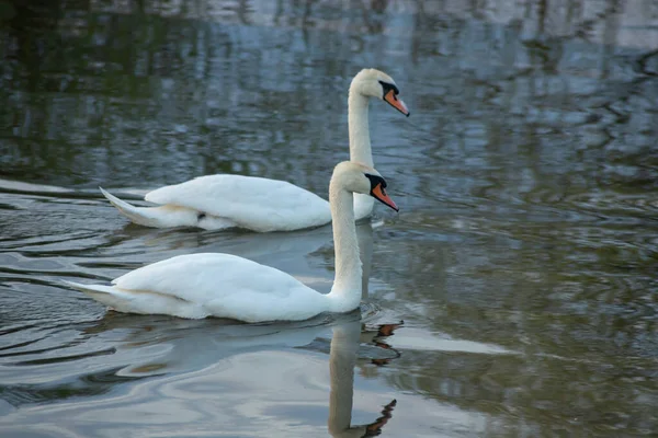 Whooper Zwaan Cygnus Olor Het Water Een Donkere Achtergrond Rivier — Stockfoto