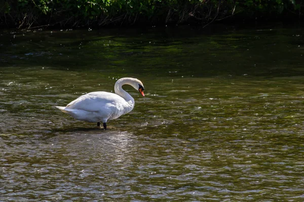 Whooper Cisne Cygnus Olor Agua Sobre Fondo Oscuro Río Noche — Foto de Stock