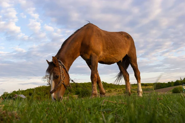 Thin Chestnut Horse Eating Grass While Grazing Farm Grassland Pasture — Stock Photo, Image