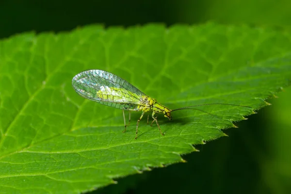 Zelené Krajkové Křídlo Chrysopa Perla Loví Mšice Hmyz Rodu Chrysopidae — Stock fotografie