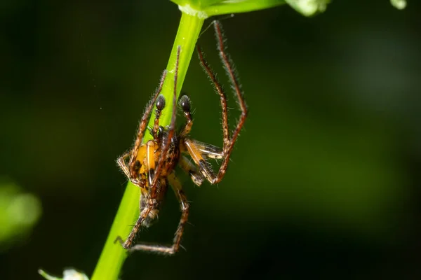 Gros Plan Macro Une Araignée Brune Sur Une Tige Florale — Photo