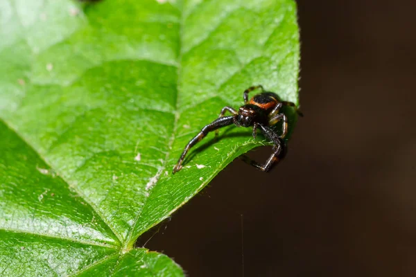 Macro Foto Una Araña Cangrejo Colgando Una Planta Xysticus Croceus —  Fotos de Stock