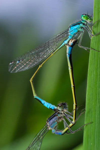 两种蜻蜓的配偶 Odonata是一种食肉昆虫 包括蜻蜓 直翅目和蜻蜓 Zygoptera — 图库照片